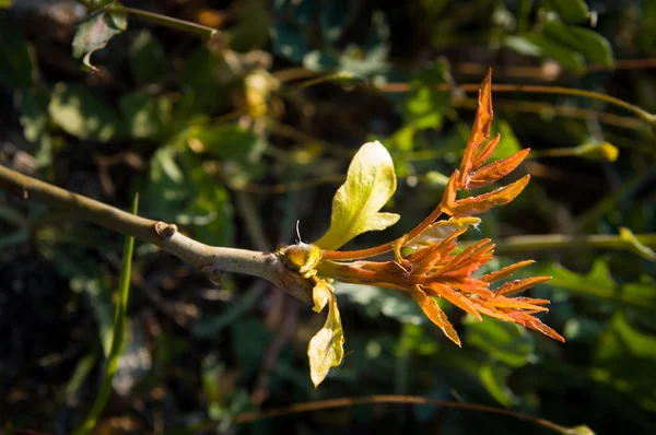 Nuevas hojas de naranja —  Fotos de Stock