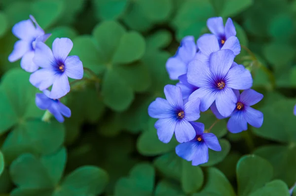 Erodium Ciconium, Cigüeñas —  Fotos de Stock