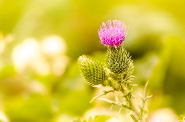 Thistle, otu Litigiosus