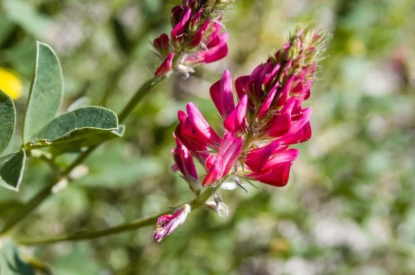 Fin Röd Lila Hedysarum Coronarium Den Varma Sommarsolen — Stockfoto