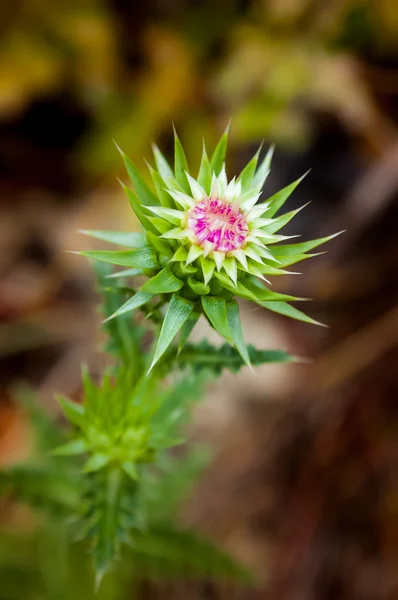 Chardon musqué, Carduus Nutans — Photo