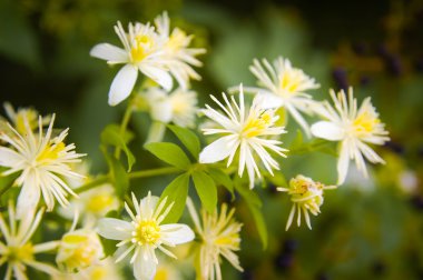 Yaşlı adamın sakalı, Clematis Vitalba
