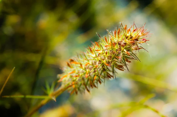 狭い Leaved クローバー シロクローバのり面 — ストック写真