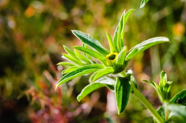 Taggig Starwort, Pallenis Spinosa — Stockfoto