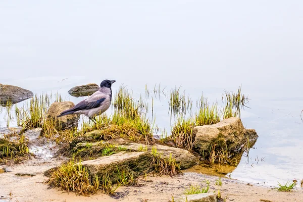 Cuervo cerca del río — Foto de Stock