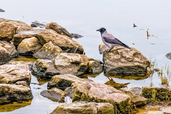 Corbeau près de la rivière — Photo