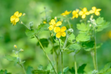Chelidonium çiçek