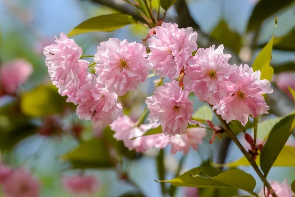 Sakura flores — Fotografia de Stock