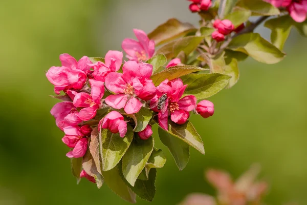 Paraíso manzanas flores — Foto de Stock