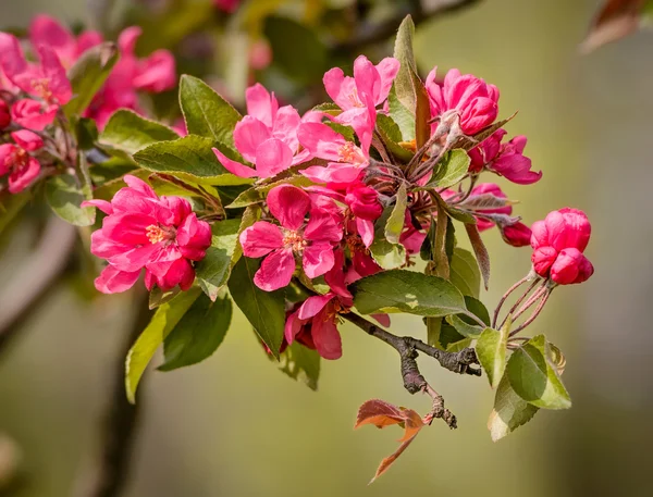 Paraíso manzanas flores — Foto de Stock