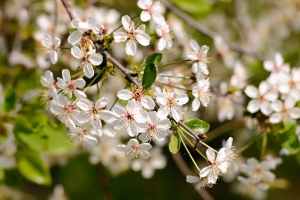 Flores de cereja — Fotografia de Stock