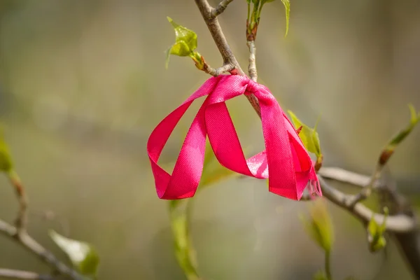 Una Cinta Roja Atada Una Rama Árbol —  Fotos de Stock