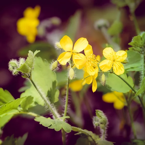 Chelidonio Flores —  Fotos de Stock