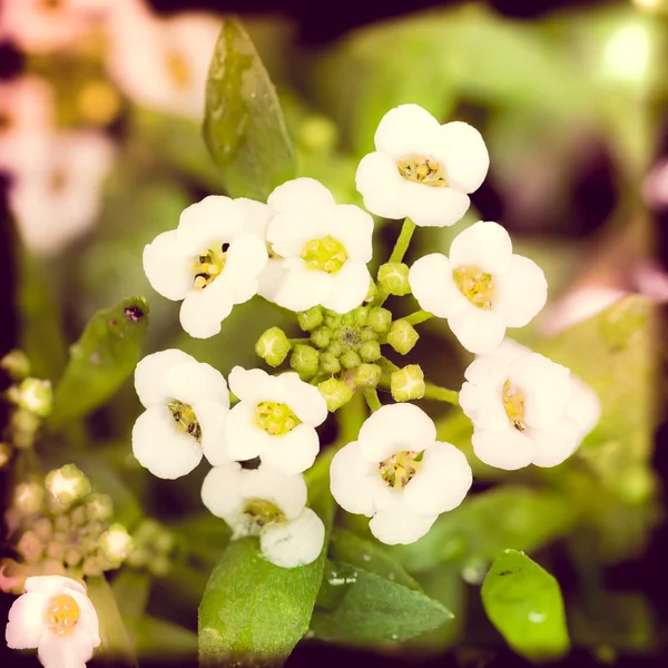 Pequenas flores brancas — Fotografia de Stock