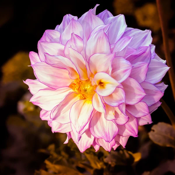 Uma bela Dália Rosa — Fotografia de Stock