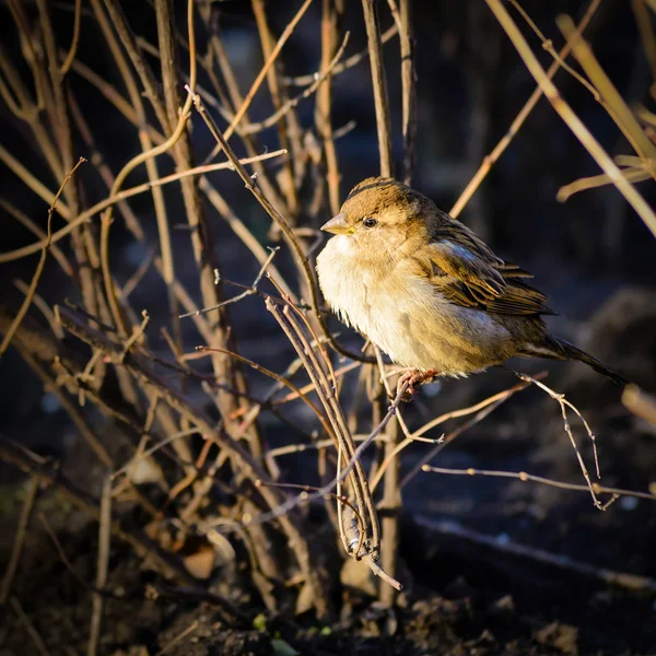 Θηλυκό σπίτι sparrow — Φωτογραφία Αρχείου