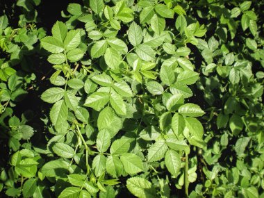 İhale Briar Rose yumuşak bahar güneşi altında bırakır