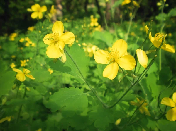 Chelidonium-Blüten — Stockfoto