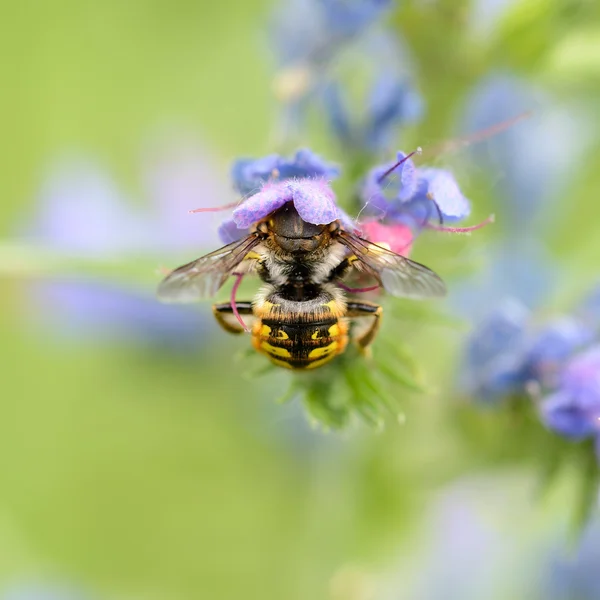 Bee Foraging — Stock Photo, Image