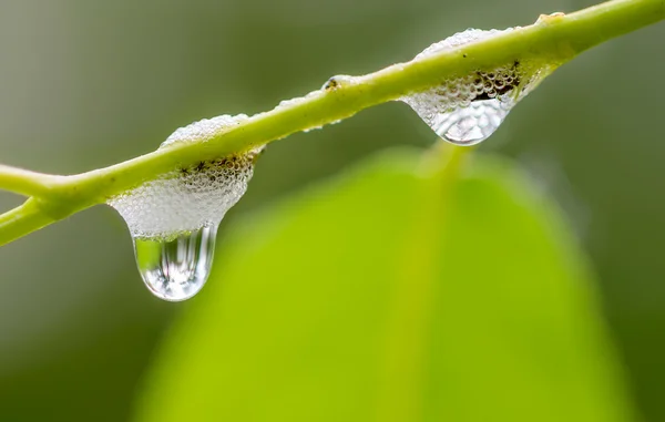 Foghopper Foam — Stock Photo, Image