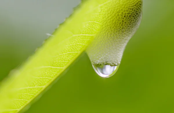 Foghopper Foam — Stock Photo, Image