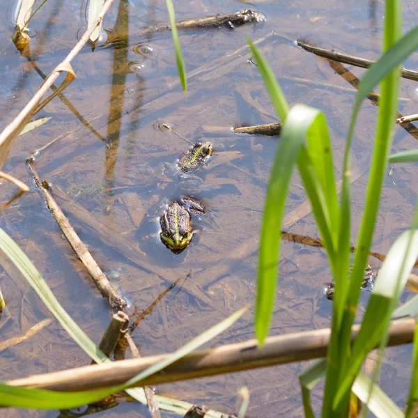 Dos Ranas Agua Están Esperando Bajo Cálido Sol Primavera — Foto de Stock