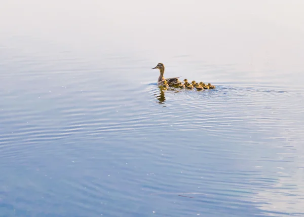 Pato y patito —  Fotos de Stock