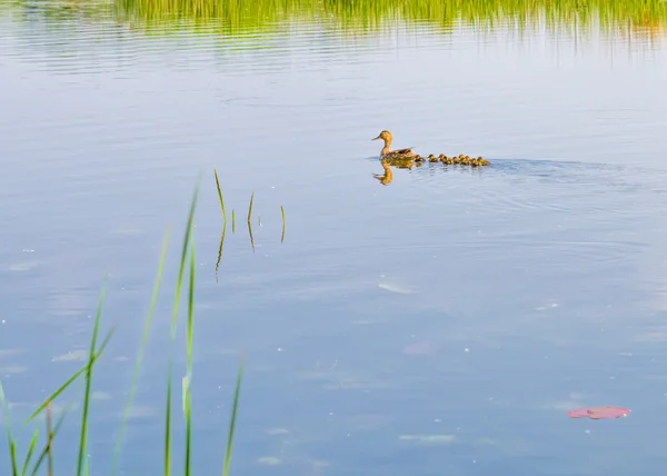 Une Canard Adulte Nage Sur Rivière Dniepr Suivie Famille Canards — Photo