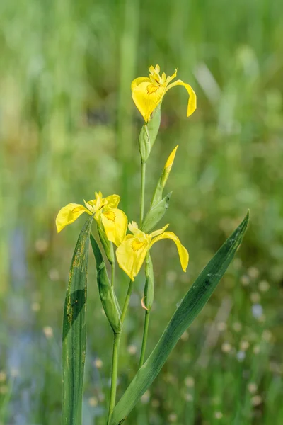 Iris amarillo —  Fotos de Stock
