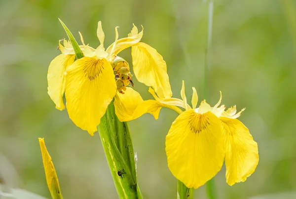 Yellow Iris — Stock Photo, Image