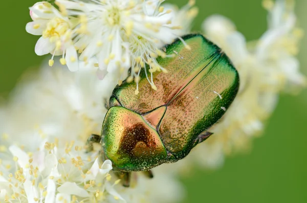 Iridescent Scarab on Flower — Stock Photo, Image