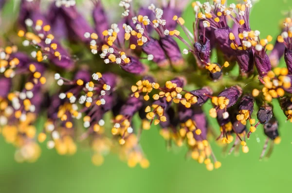 Růžová poupata Acacia — Stock fotografie