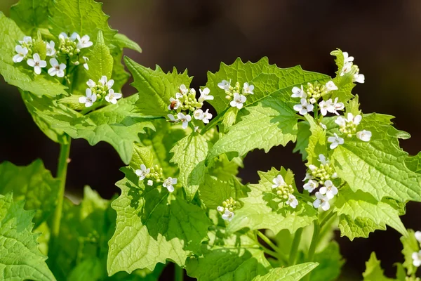 Alliaria petiolata — Stock Photo, Image