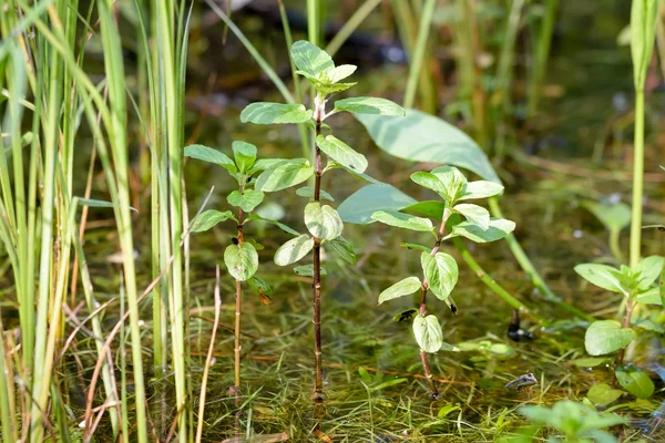 Wildflower Pond Trees — Stock Photo, Image