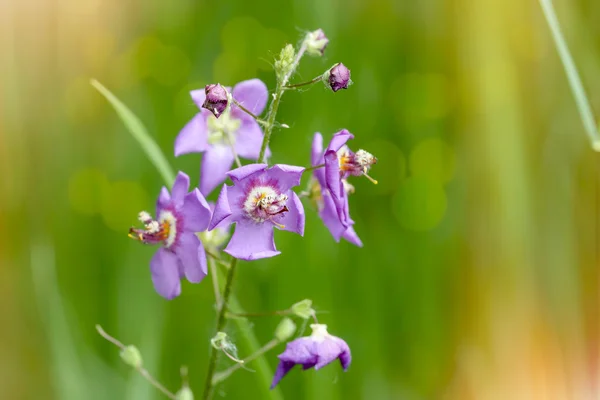 Rosa vild blomma — Stockfoto