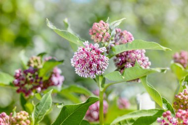 Asclepias çiçek