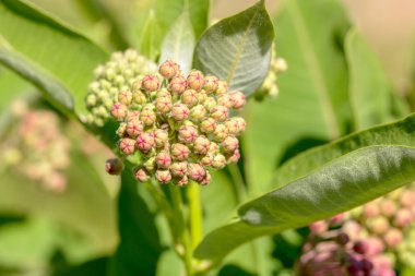 Asclepias tomurcukları