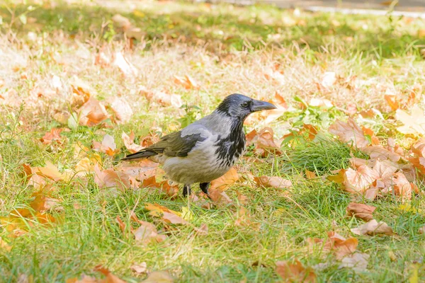 Cuervo encapuchado en otoño —  Fotos de Stock