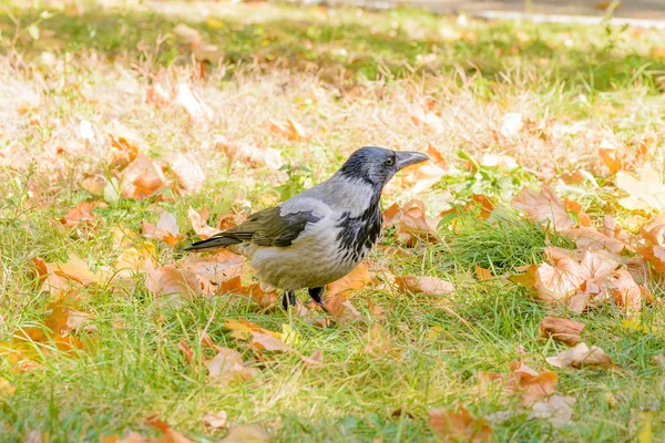 Eine Vermummte Krähe Geht Mit Herbstblättern Auf Das Gras Und — Stockfoto