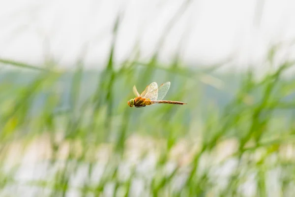 Dragonfly Flying — Stock Photo, Image