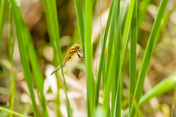 Dragonfly on Reed Leaf — Stock Photo, Image