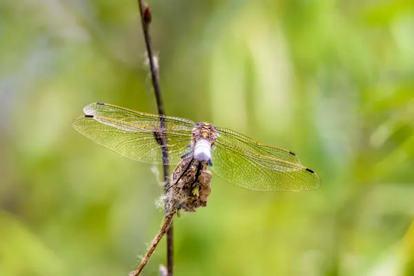 Dragonfly Wings — Stock Photo, Image