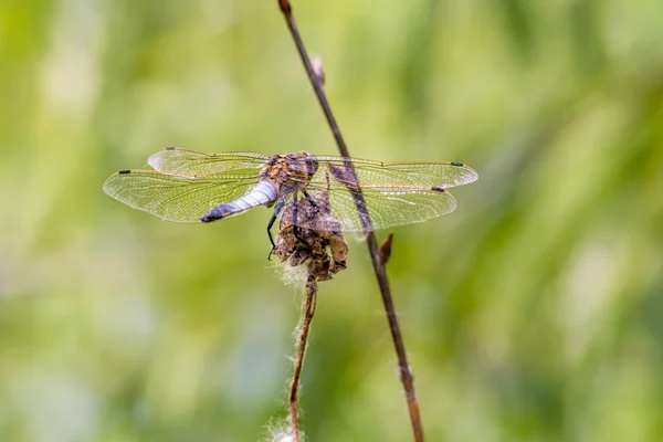 Dragonfly Wings — Stock Photo, Image