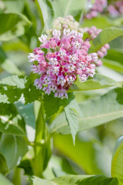 Asclepias-Blüte — Stockfoto