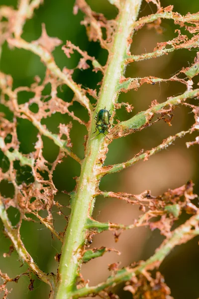 Una Hoja Devorada Por Algunos Insectos Dejando Visible Solo Estructura —  Fotos de Stock