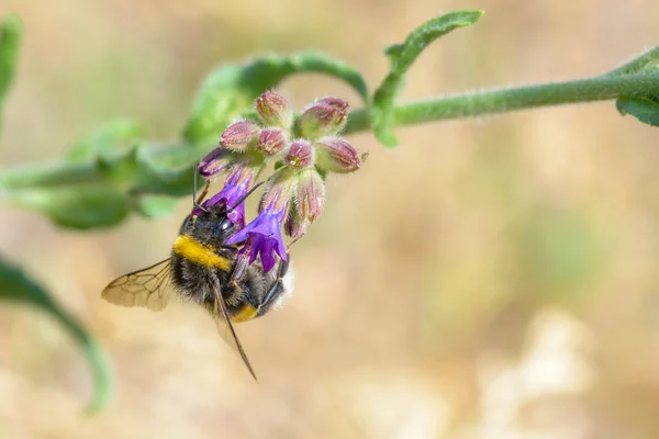 Bee Foraging — Stock Photo, Image