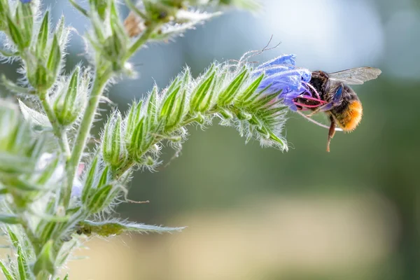 Bee Foraging — Stock Photo, Image