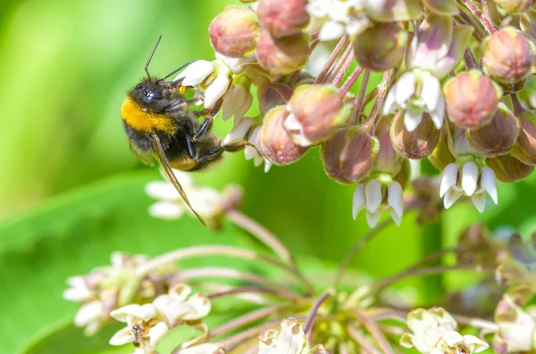 Bee Foraging — Stock Photo, Image