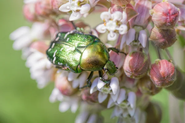 Chafer Beetle — Stock Photo, Image