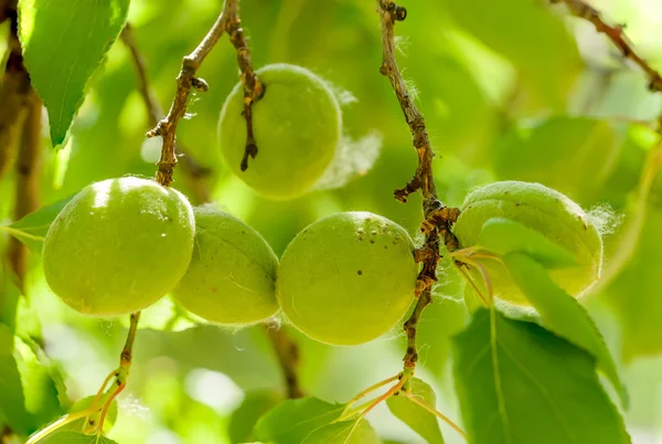 Young Green Apricot — Stock Photo, Image